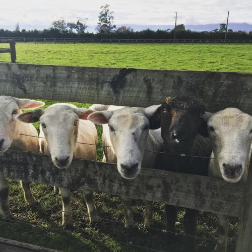 Mckenzie Farm Stay