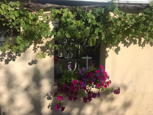 A charming window adorned with vibrant pink flowers and lush green vines casts a serene shadow on a rustic beige wall, ideal for travelers seeking picturesque European village aesthetics.