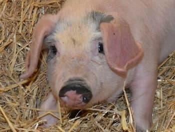 Lowertown Farm B&B