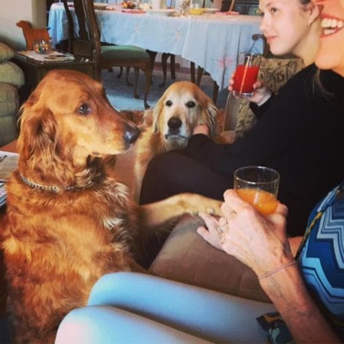 A cozy living room scene captures joyful moments with golden retrievers lounging beside people enjoying drinks, ideal for travelers seeking pet-friendly accommodations or relaxation spots.