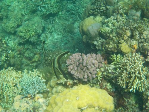 Sea Turtle House Moalboal