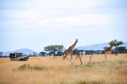 Kirawira Serena Camp