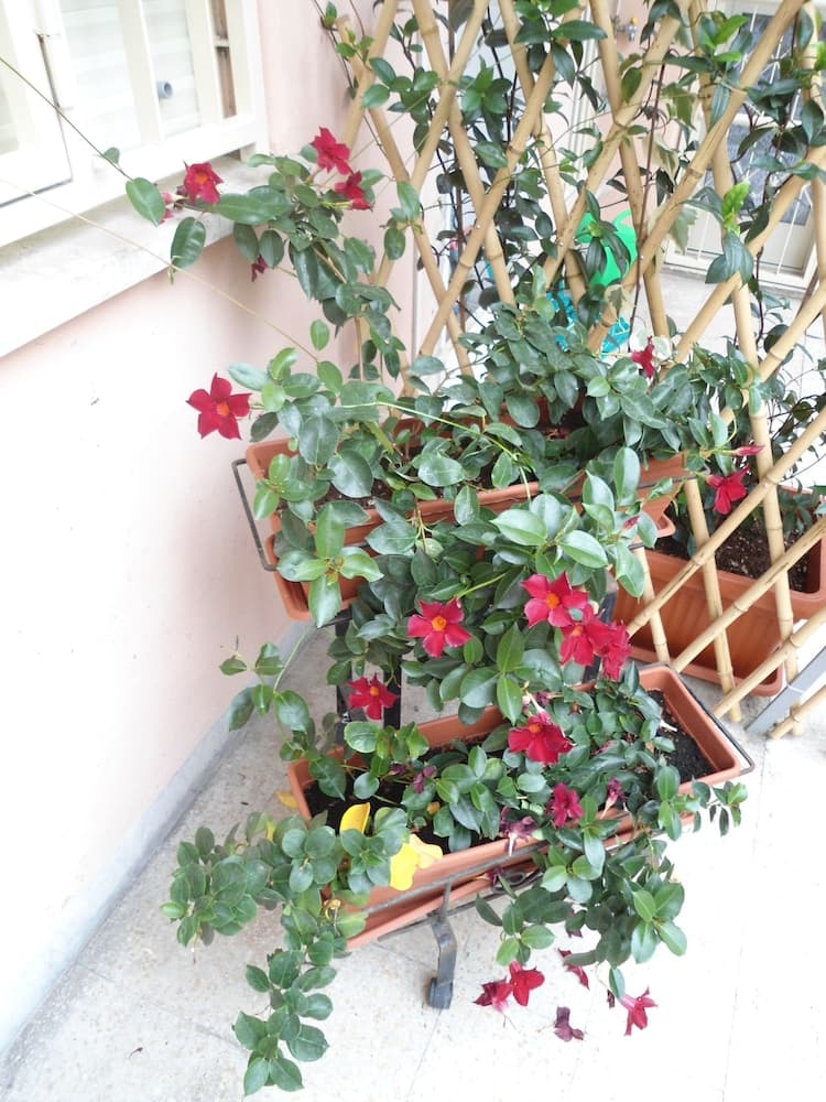 Altobelli