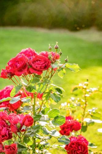 Bed and Breakfast Villa Giulia