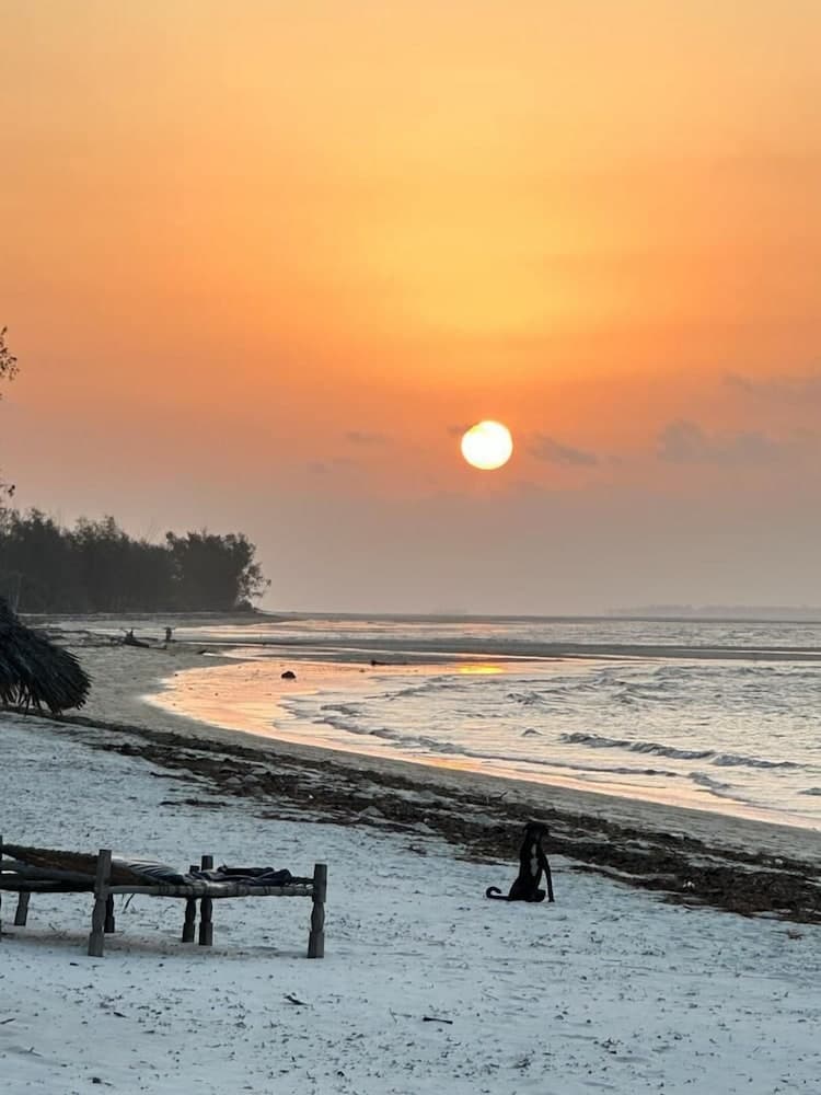 A serene beach at sunset features a tranquil orange sky, gentle waves, a lone dog sitting on the sand, and rustic wooden benches, ideal for relaxation and photography.