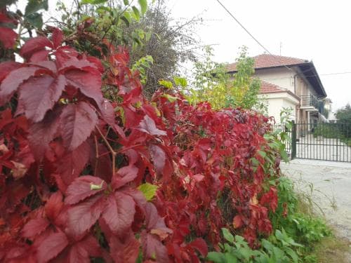 Bed & Breakfast La Falconera