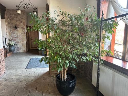 A cozy indoor entrance features a lush potted plant in a black planter, stone walls, and warm lighting, creating an inviting atmosphere ideal for travelers seeking a welcoming stay.