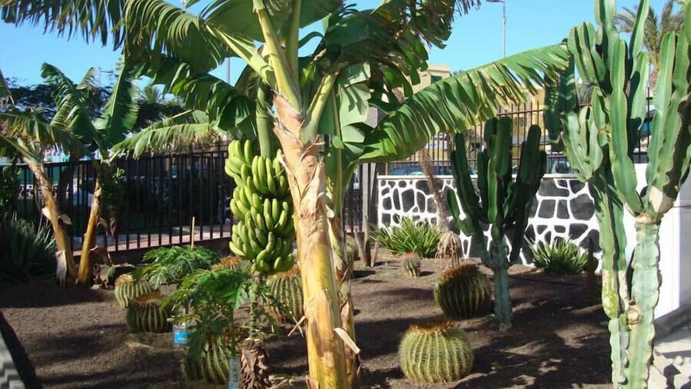 Apartamentos Los Cactus