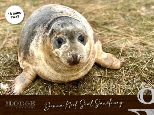 iLodge 73