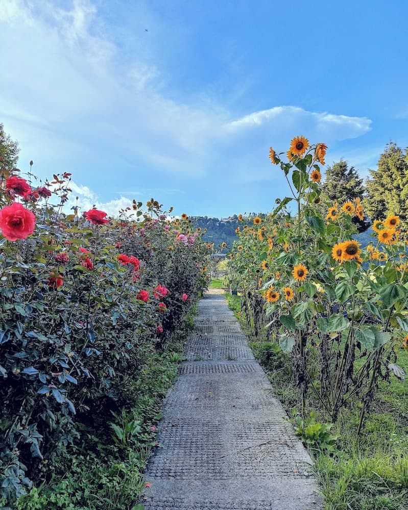 Chirping Orchard, Mukteshwar