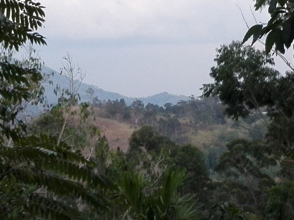 New Green View