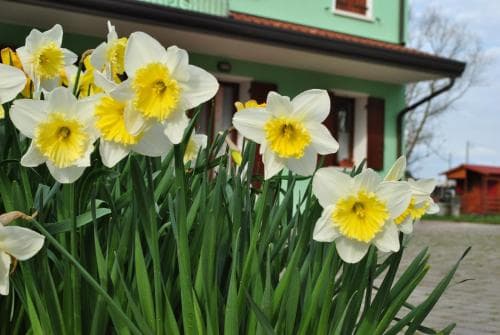 A vibrant display of white daffodils with yellow centers blooms in front of a quaint green house, creating a serene and picturesque rural setting ideal for a relaxing countryside getaway.