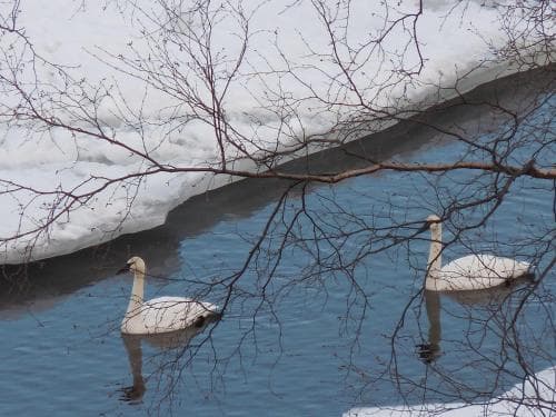 Two serene swans glide on a partially frozen lake framed by bare branches and snowbanks, evoking a tranquil winter scene ideal for nature photography enthusiasts.
