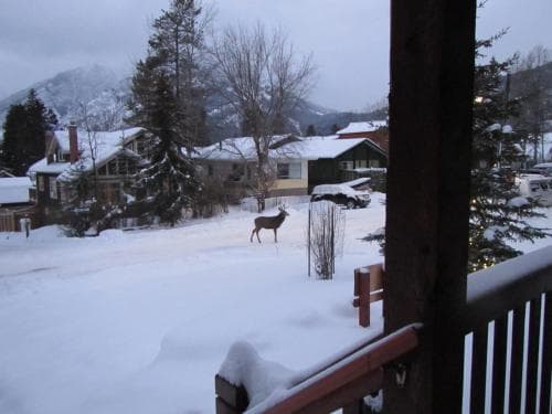 Banff Bear Bed And Breakfast