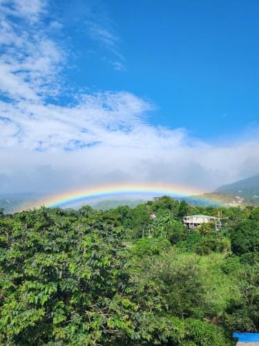 Matthew's Miracle View