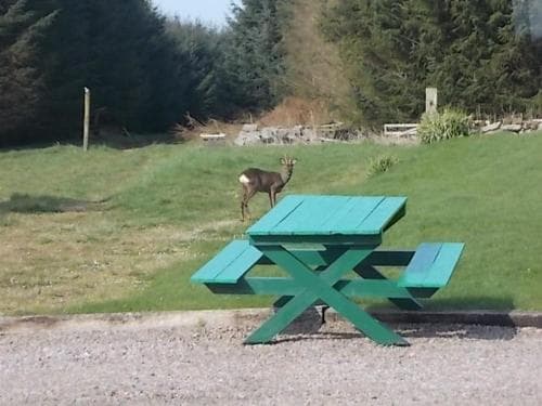 Forest View B&B