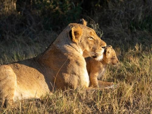 KwaMbili Game Lodge