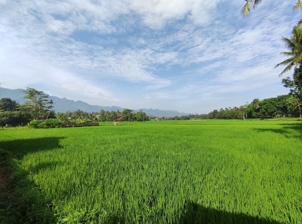 A serene rice field stretches under a partly cloudy sky, surrounded by lush greenery and distant mountains, ideal for tranquil nature retreats and agricultural tourism.
