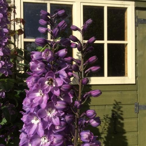 Pomona Bed & Breakfast