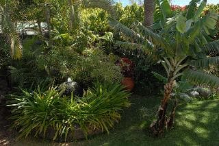 A lush tropical garden filled with vibrant greenery, palm trees, and potted plants creates a serene and inviting atmosphere, perfect for travelers seeking relaxation in a natural oasis.