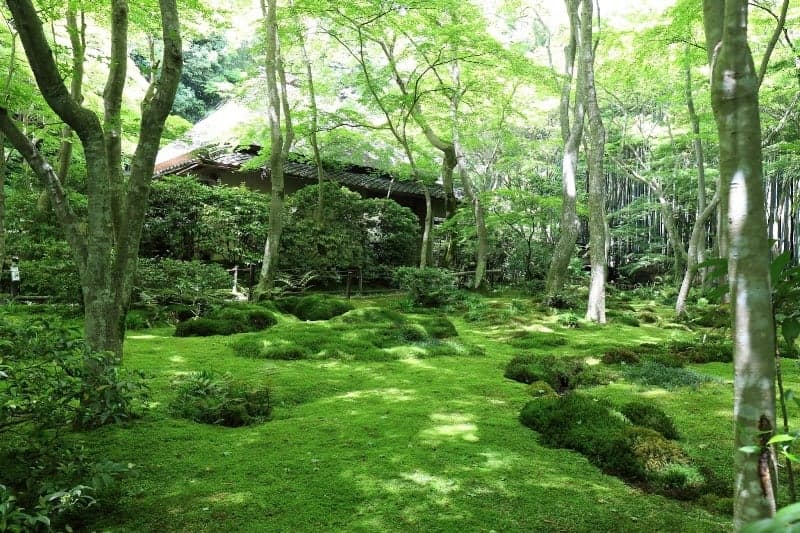 A serene moss garden surrounded by lush green trees at a tranquil temple in Kyoto, ideal for travelers seeking peaceful meditation spots.