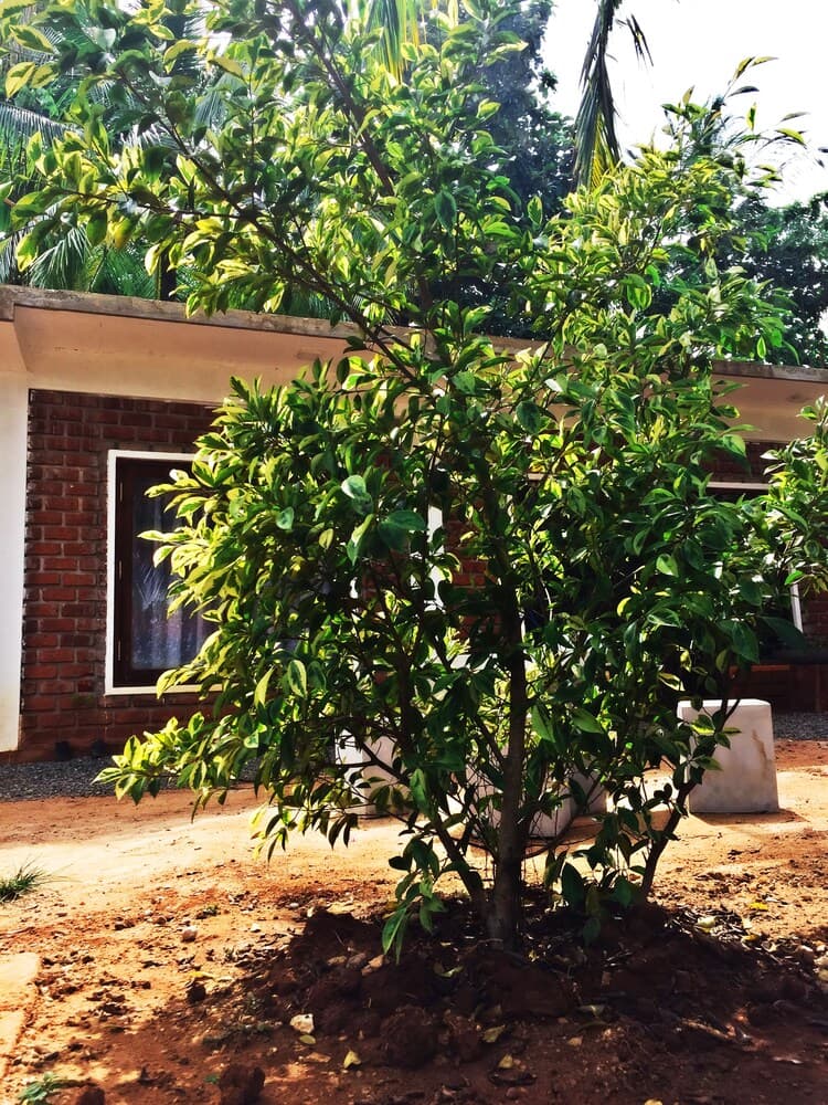 A lush green tree stands vibrantly in front of a rustic brick house, creating a serene tropical garden atmosphere ideal for eco-tourism and nature photography.