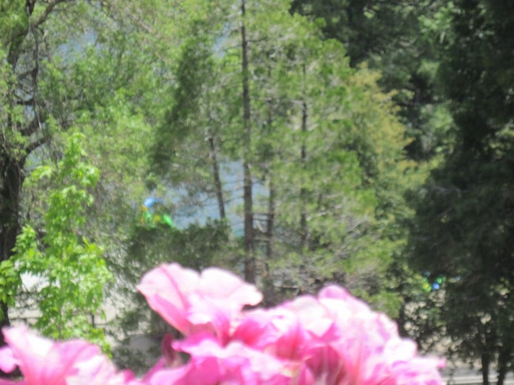 A serene forest scene with vibrant pink flowers in the foreground invites travelers to explore tranquil natural parks for relaxation and photography.