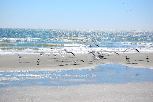A serene beach scene with seagulls gliding over wet sand under a clear blue sky, ideal for tranquil coastal getaways and nature photography.