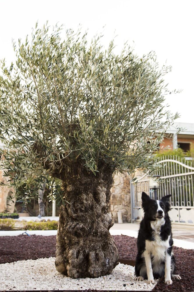 A serene courtyard scene features an ancient olive tree with gnarled bark beside a attentive black-and-white dog, ideal for travelers seeking peaceful pet-friendly retreats.