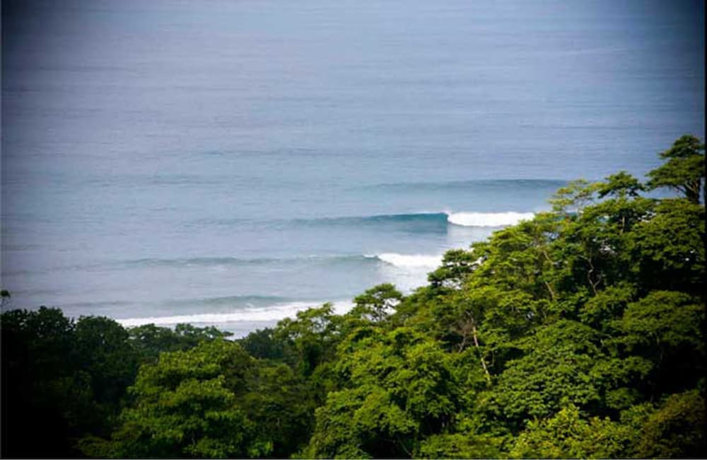 Freedom Jungle