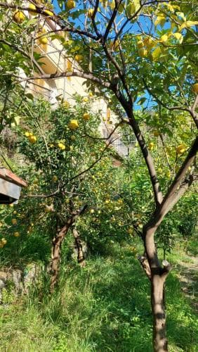 La Casa Dei Limoni