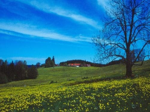 Ferienhaus Kuisle