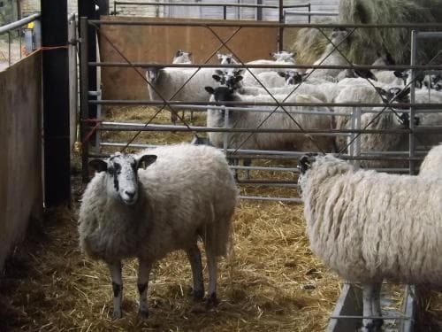 Pear Tree Farm