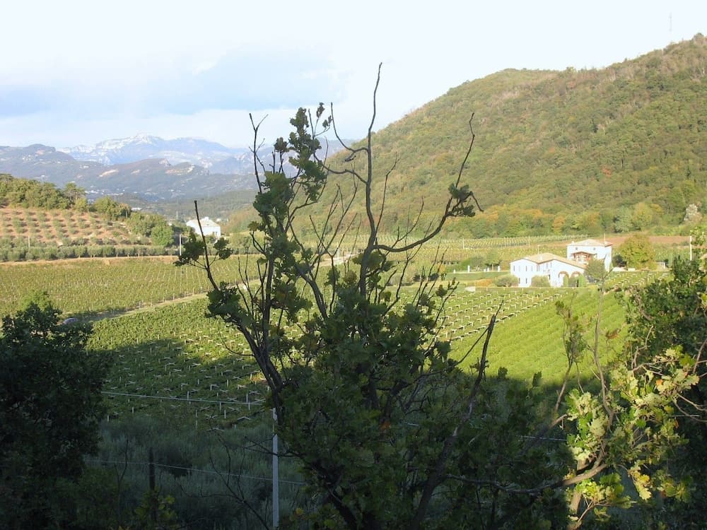 Ca Vettor