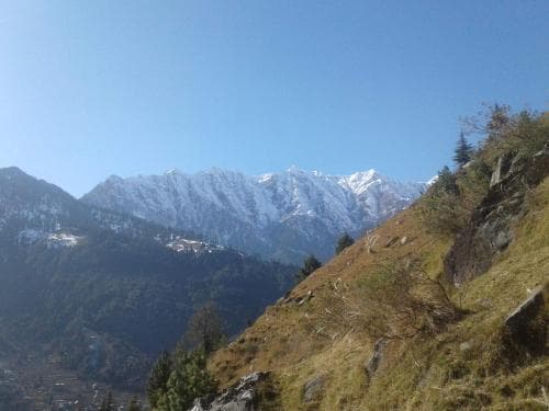 PARADISE EVERGREEN