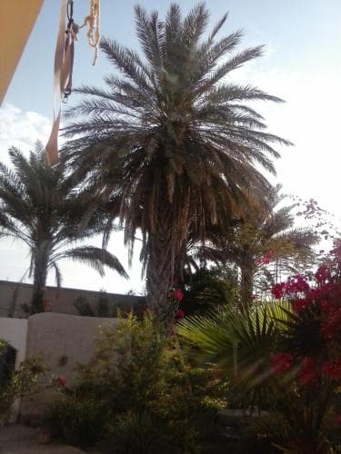 Palm Grove Oasis