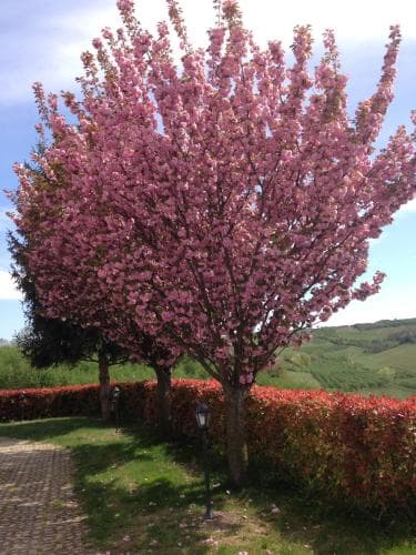 Cascina La Corte