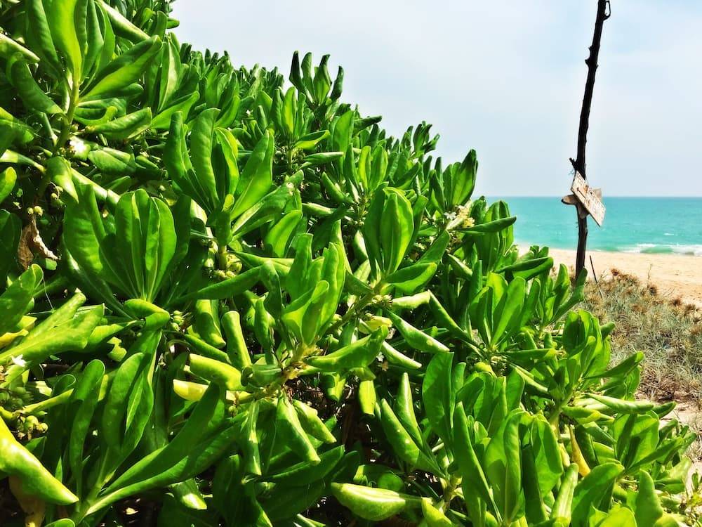 A lush green bush frames a serene beach scene with turquoise waters in the background, ideal for nature lovers seeking tranquil coastal escapes.