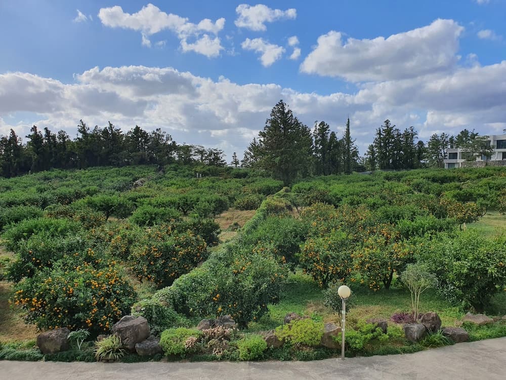 JejuMermuri