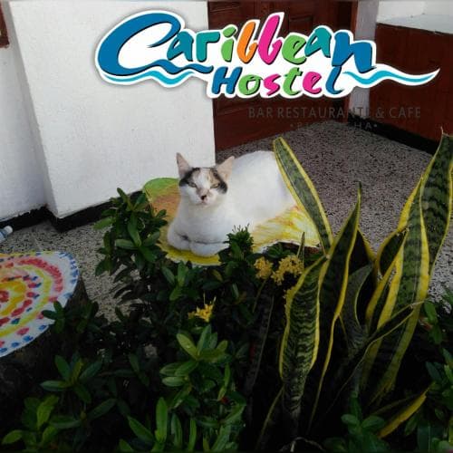 Caribbean Hostel