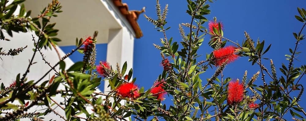 A vibrant scene of red bottlebrush flowers against a clear blue sky, framed by the corner of a white building with terracotta roof tiles, evokes a serene Mediterranean atmosphere ideal for travelers seeking picturesque coastal retreats.