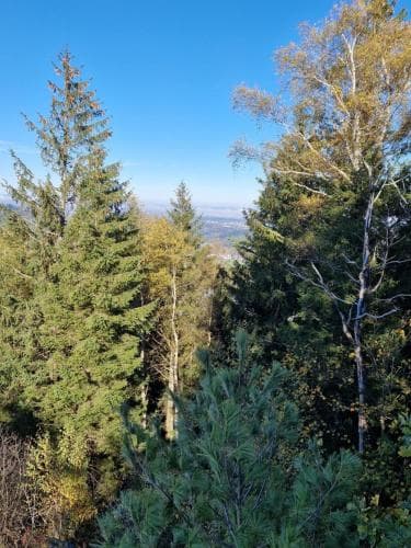 Eventhof Platzhirsch