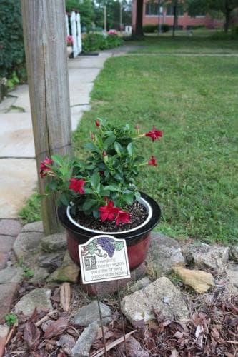 Rose Heart Inn