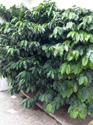 Finca Típica La Bella