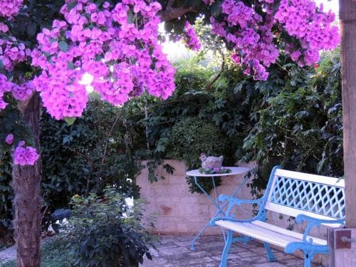 A serene garden scene features a vibrant purple bougainvillea tree arching over a quaint blue bench and table, creating an inviting atmosphere perfect for a peaceful retreat or romantic getaway.