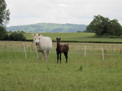 Bluebell Farm