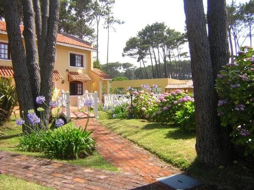 Pino Dorado