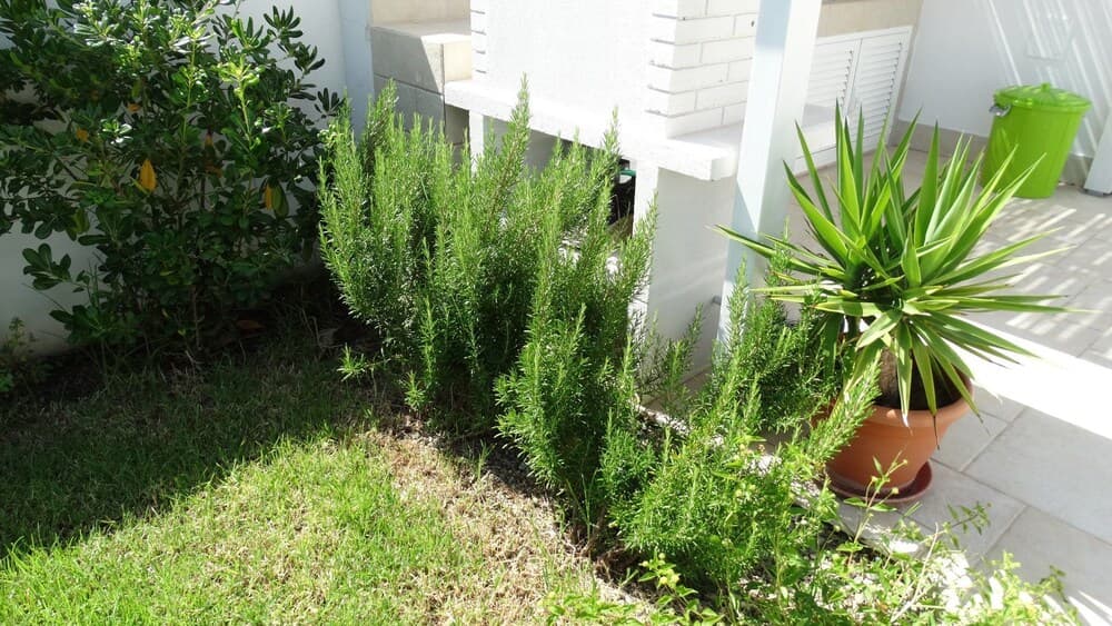 A serene residential garden features lush greenery, potted plants, and a vibrant lawn, ideal for travelers seeking a peaceful retreat or home gardening inspiration.