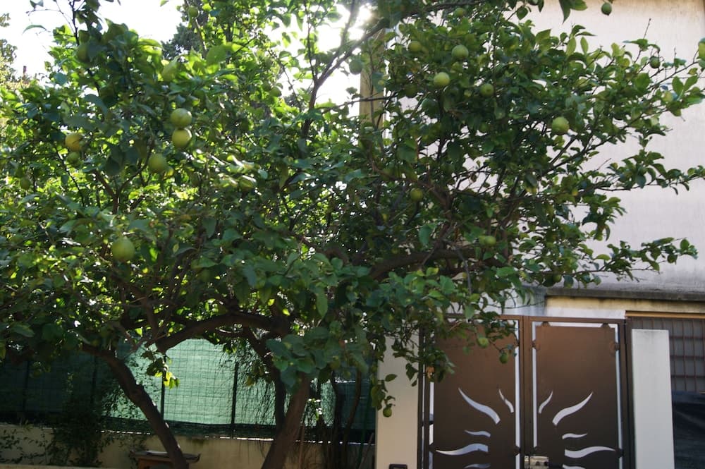 A lush green fruit tree stands vibrantly in a serene residential garden, casting dappled sunlight over ornate metal gates, ideal for travelers seeking tranquil urban escapes.