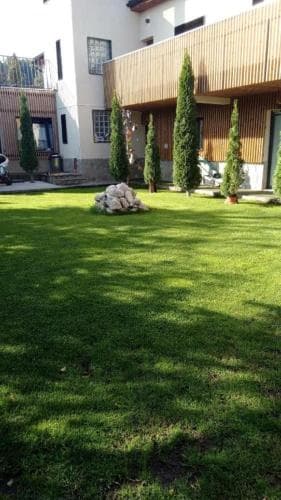 A serene suburban backyard features lush green grass, neatly trimmed evergreen trees, and a cozy house exterior, ideal for family relaxation or outdoor gatherings.